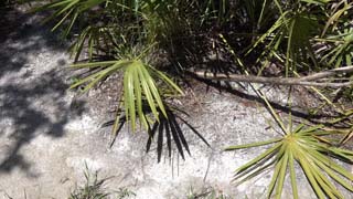 palmettos